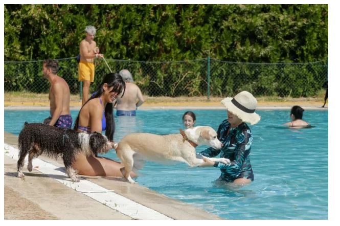 ‘Patas al Agua’ celebra su VIII edición y espera congregar a doscientas personas y medio centenar de perros en la piscina del Guadiana