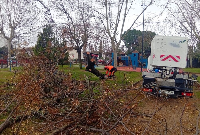 El Ayuntamiento cifra en 286 los árboles afectados en la ciudad por la borrasca Kristin