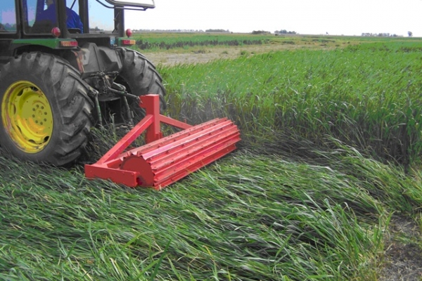 Cicytex organiza en Alconchel una jornada demostrativa de campo sobre el cultivo de triticale